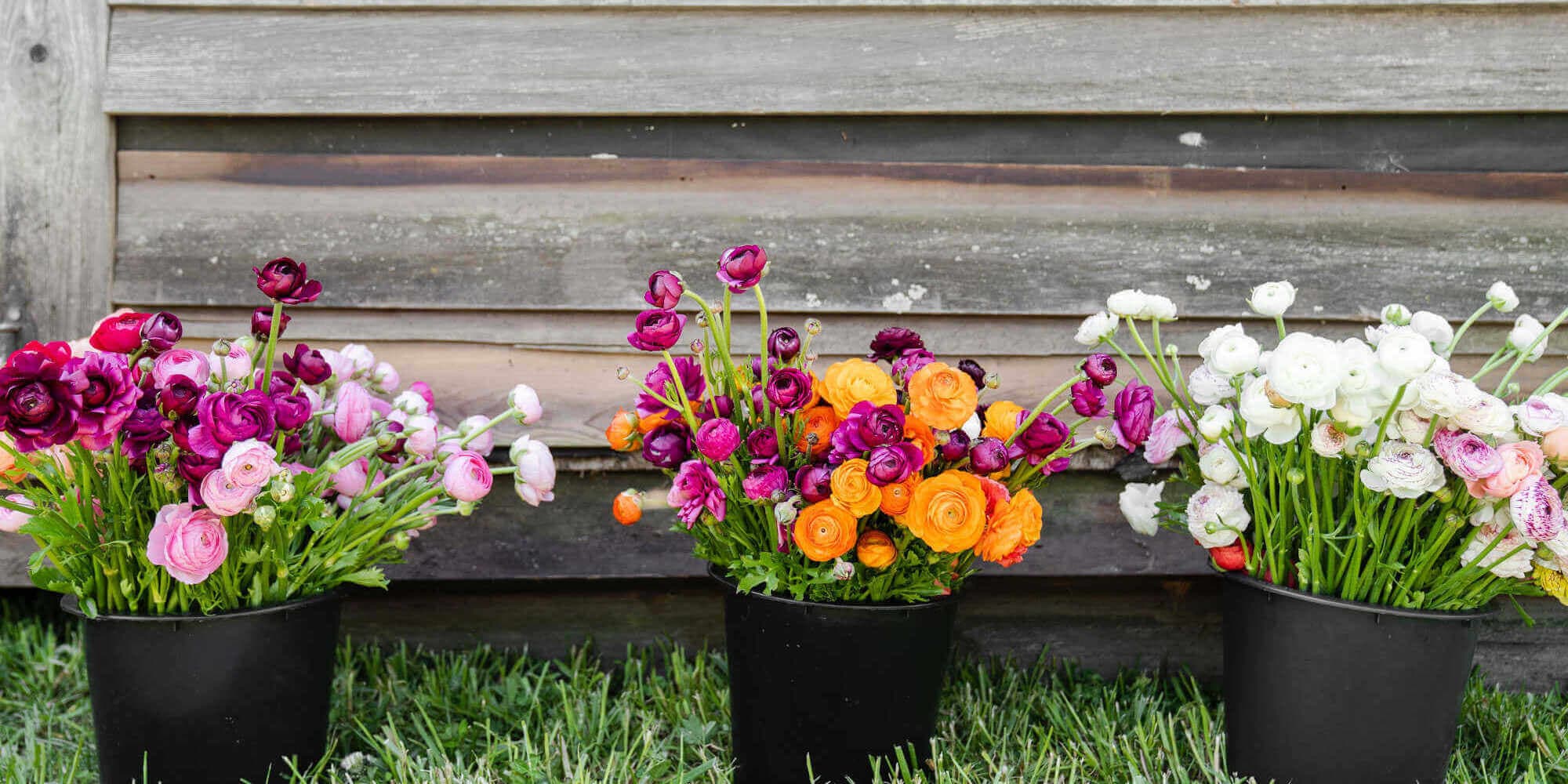 Local Staples: A Substitution Guide for Popular Flowers
