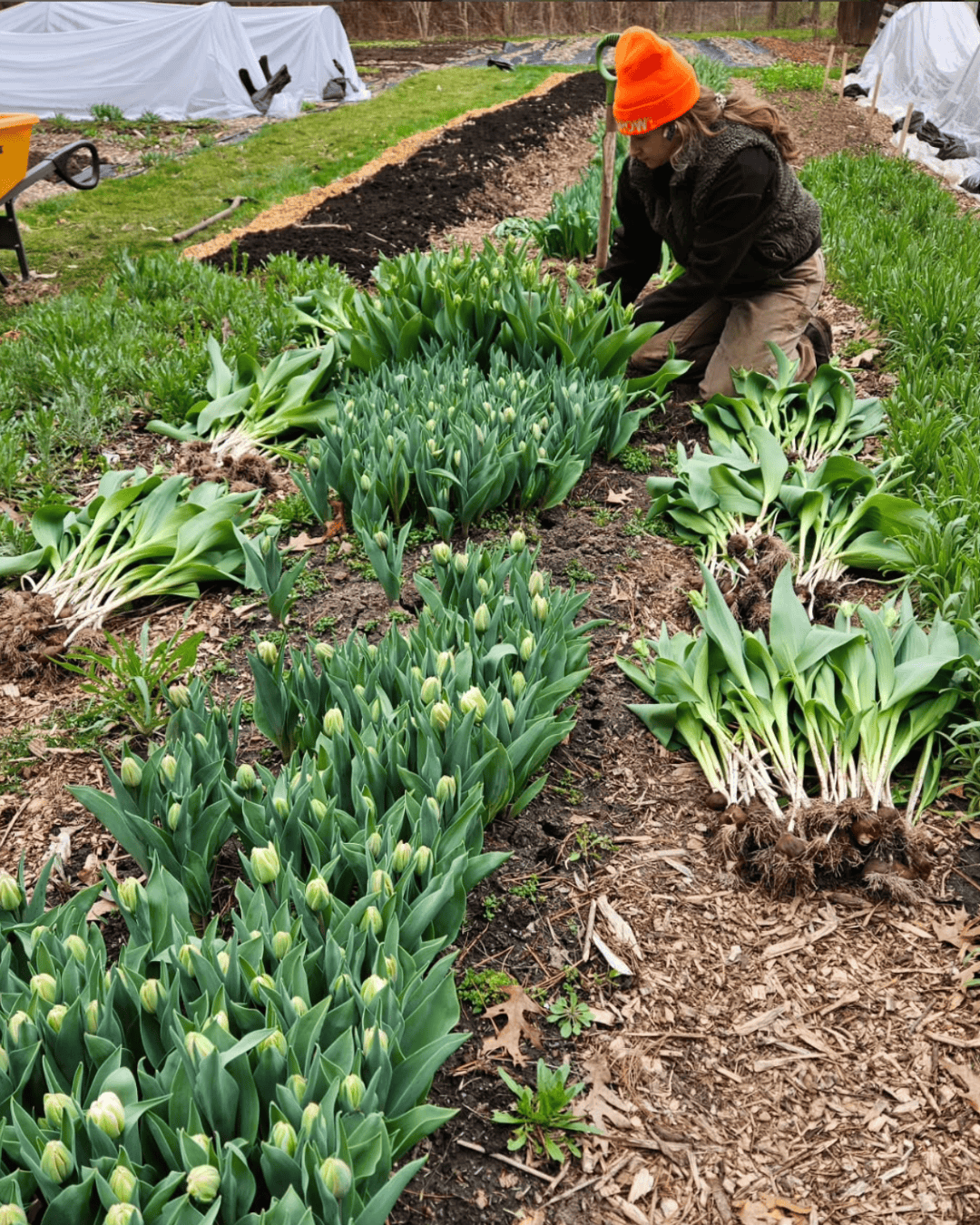 Farmer Feature: Little Hen Farm