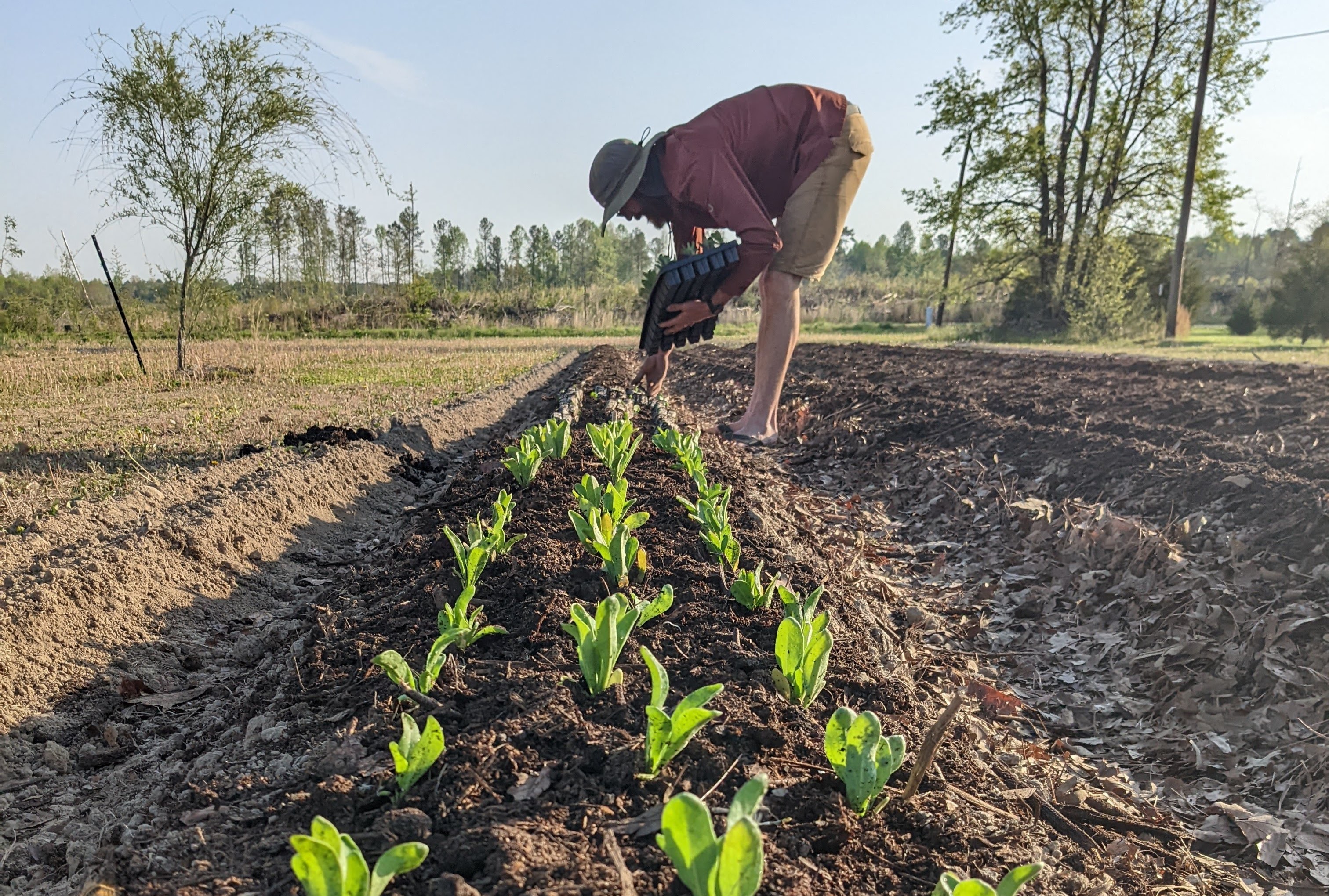 person planting seedlings in garden rows