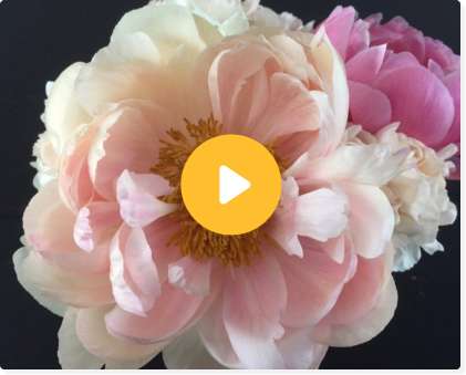 peony on black background