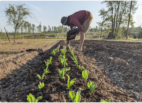 Farmers harvesting produce