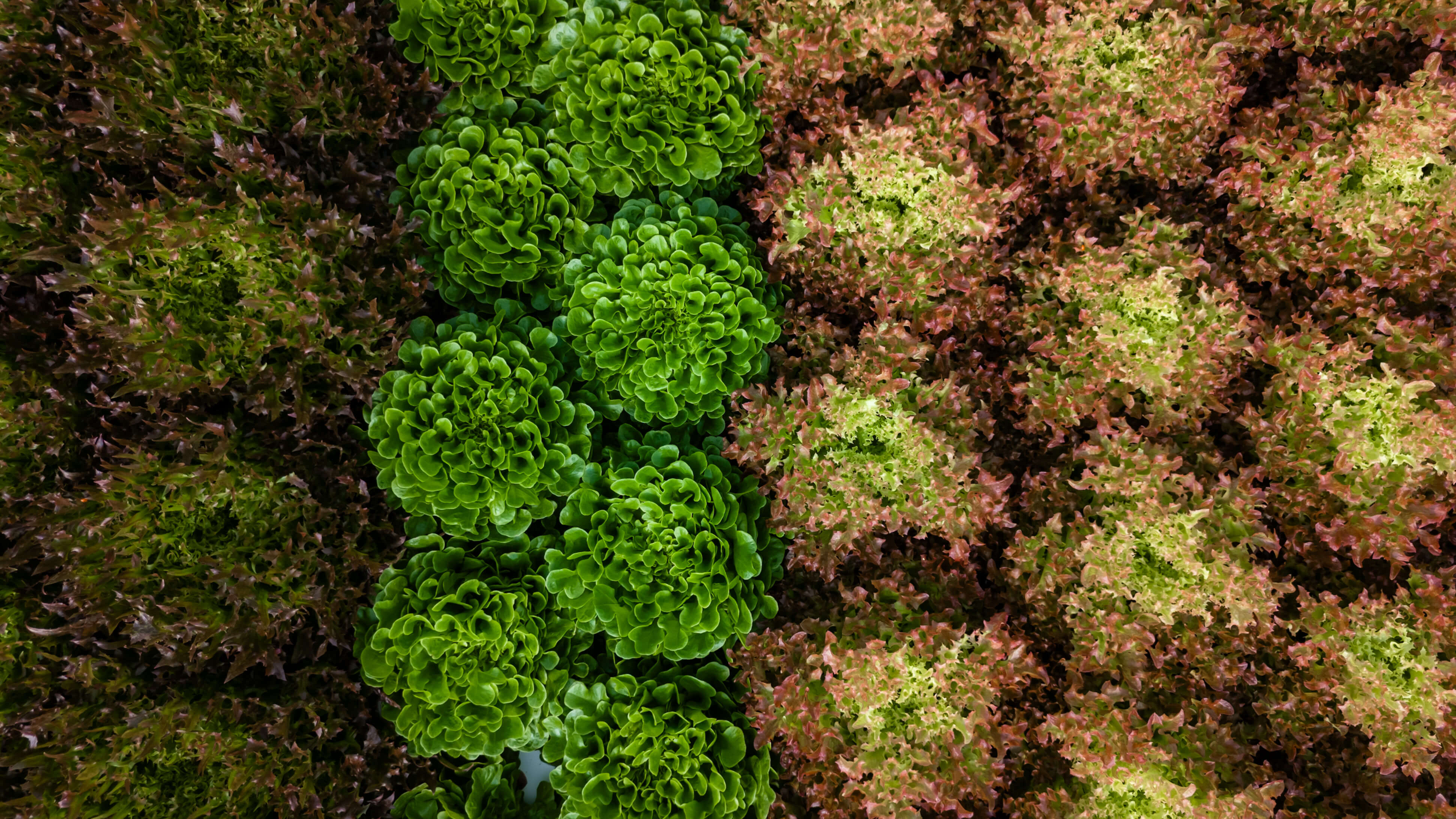 Variety of farm-fresh food and flowers